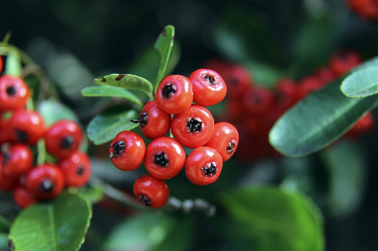 丹麦女足的 丹麦女足的